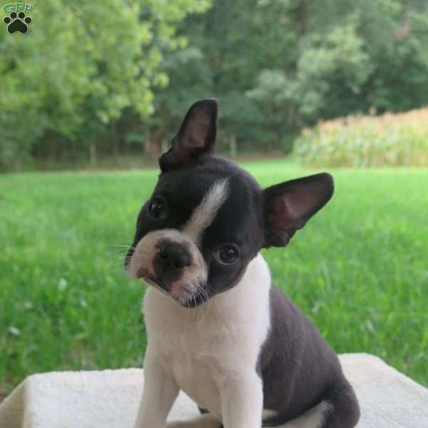Reed, Boston Terrier Puppy
